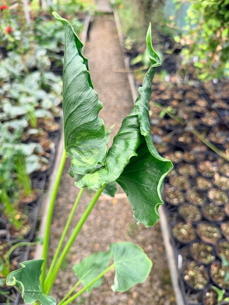 Handpicked 153 - Alocasia Triangularis | Uprooted