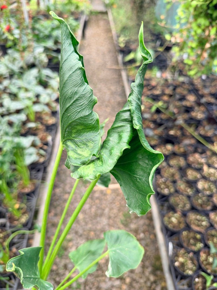 Handpicked 153 - Alocasia Triangularis | Uprooted