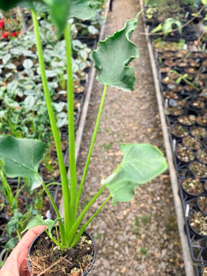Handpicked 153 - Alocasia Triangularis | Uprooted
