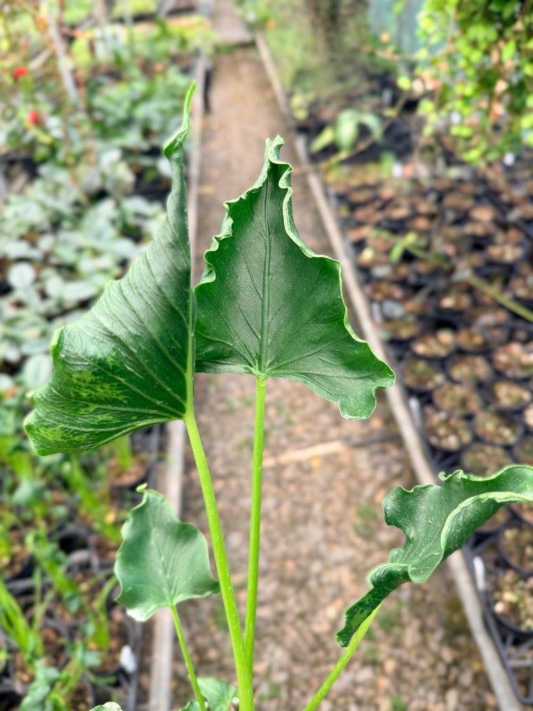 Handpicked 153 - Alocasia Triangularis | Uprooted