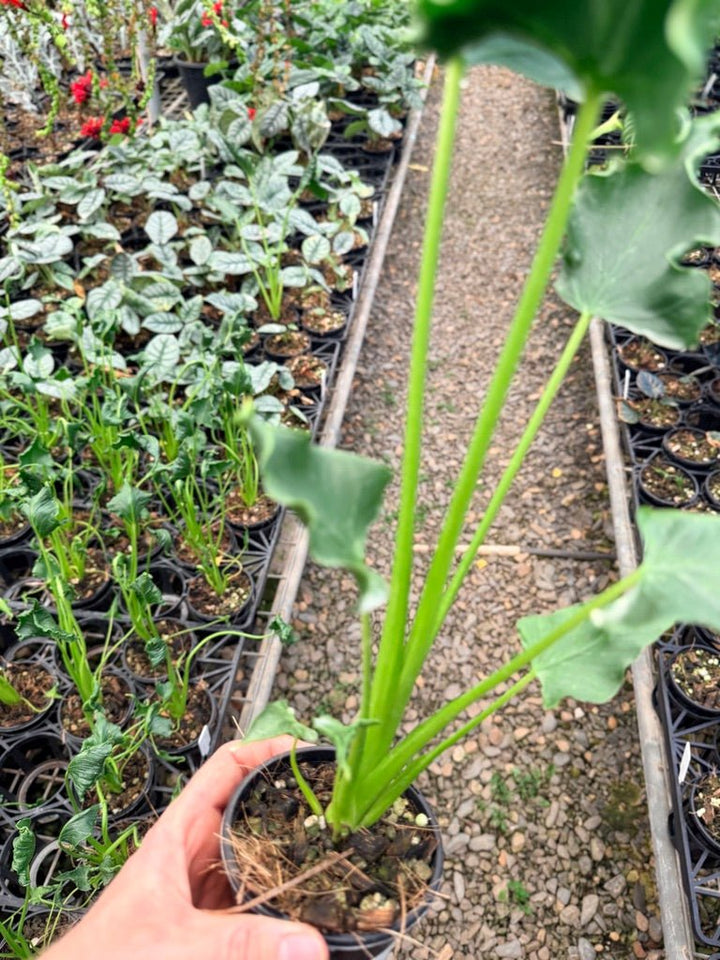 Handpicked 153 - Alocasia Triangularis | Uprooted