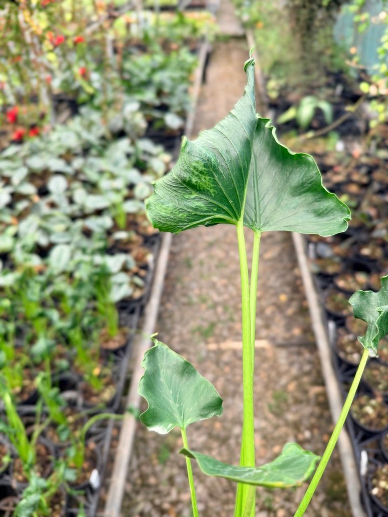 Handpicked 153 - Alocasia Triangularis | Uprooted