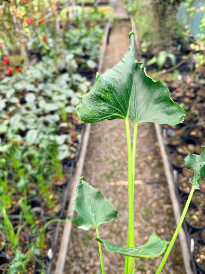 Handpicked 153 - Alocasia Triangularis | Uprooted