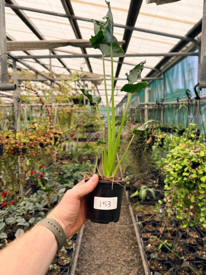 Handpicked 153 - Alocasia Triangularis | Uprooted