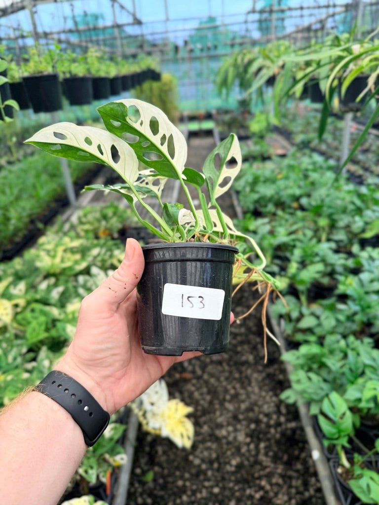 Handpicked 153 - Monstera Adansonii - Monkey Mask - Variegated Albo | Uprooted
