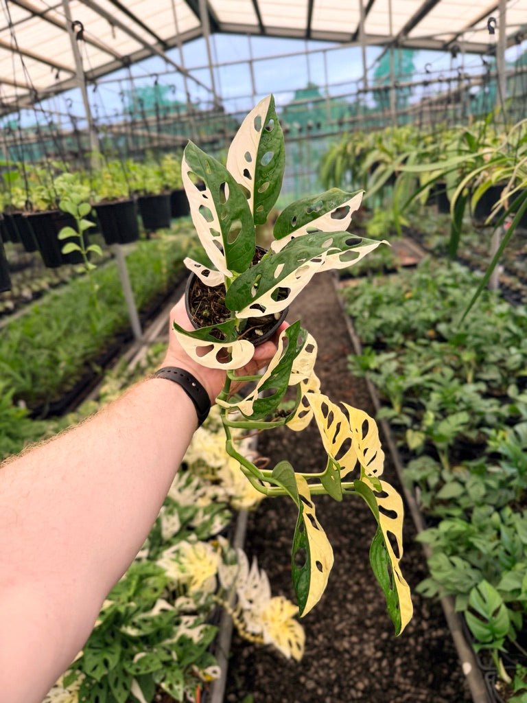 Handpicked 153 - Monstera Adansonii - Monkey Mask - Variegated Albo | Uprooted
