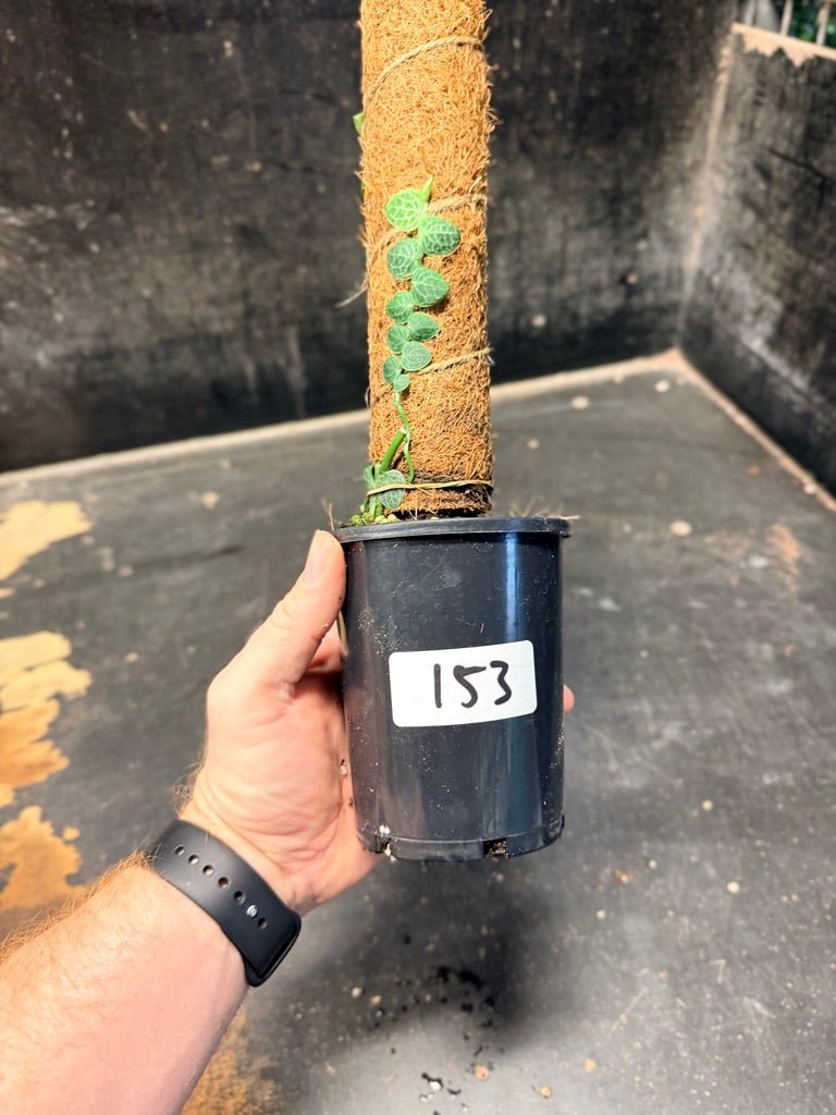 Handpicked 153 - Rhaphidophora Cryptantha Totem | Uprooted