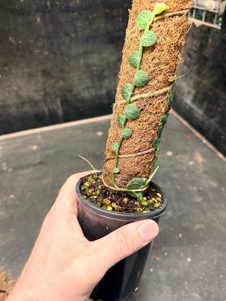 Handpicked 153 - Rhaphidophora Cryptantha Totem | Uprooted