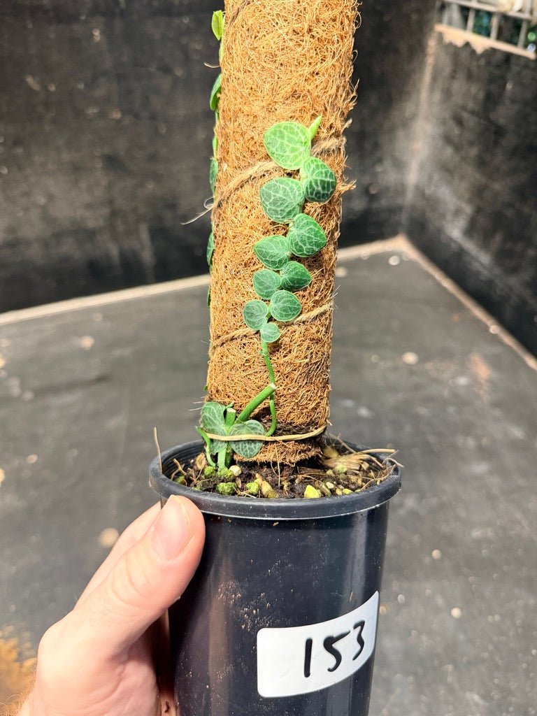 Handpicked 153 - Rhaphidophora Cryptantha Totem | Uprooted