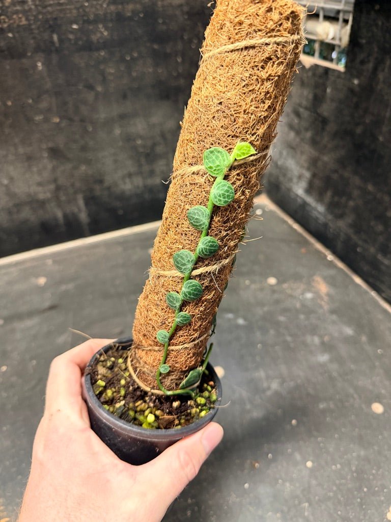 Handpicked 153 - Rhaphidophora Cryptantha Totem | Uprooted
