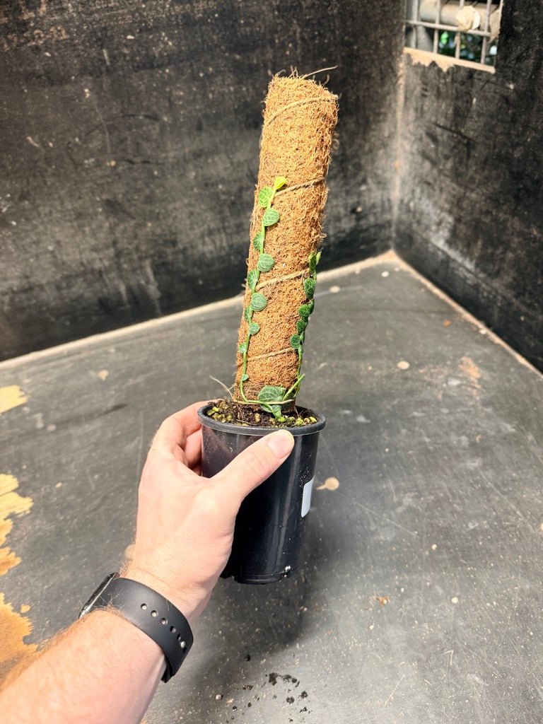 Handpicked 153 - Rhaphidophora Cryptantha Totem | Uprooted