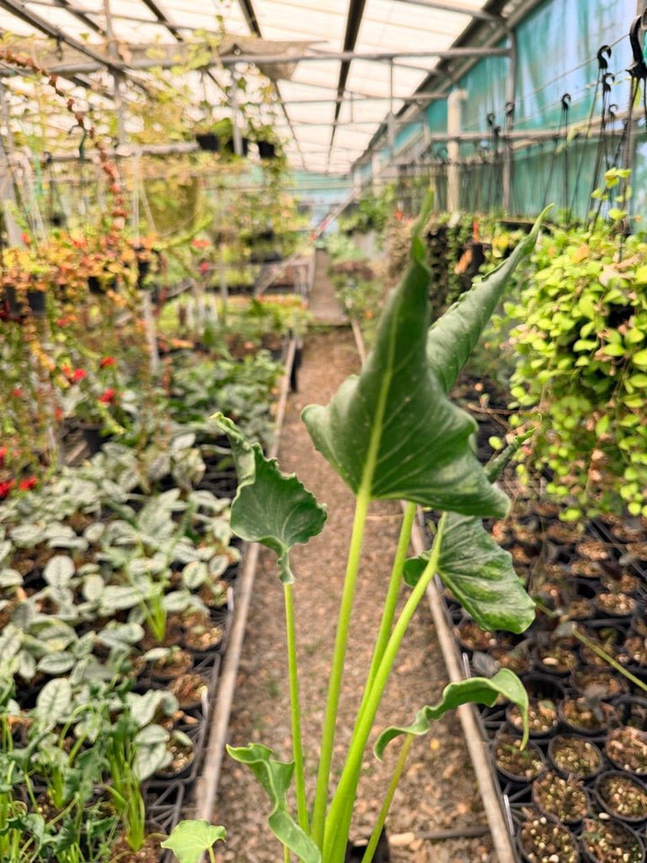 Handpicked 154 - Alocasia Triangularis | Uprooted