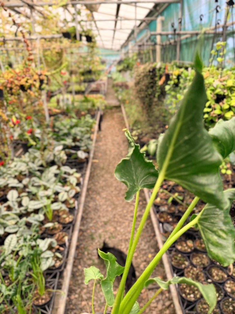 Handpicked 154 - Alocasia Triangularis | Uprooted