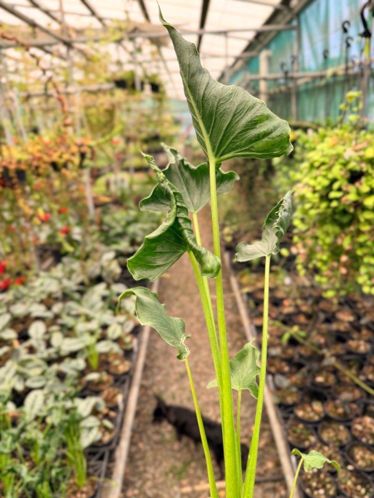 Handpicked 154 - Alocasia Triangularis | Uprooted