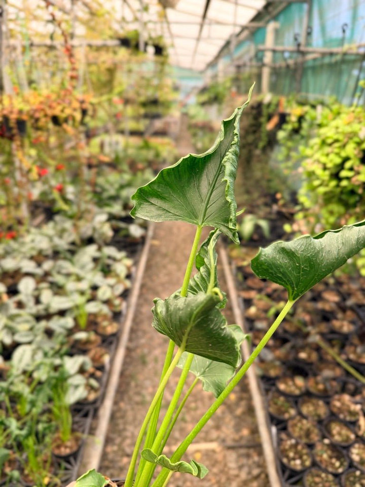 Handpicked 154 - Alocasia Triangularis | Uprooted