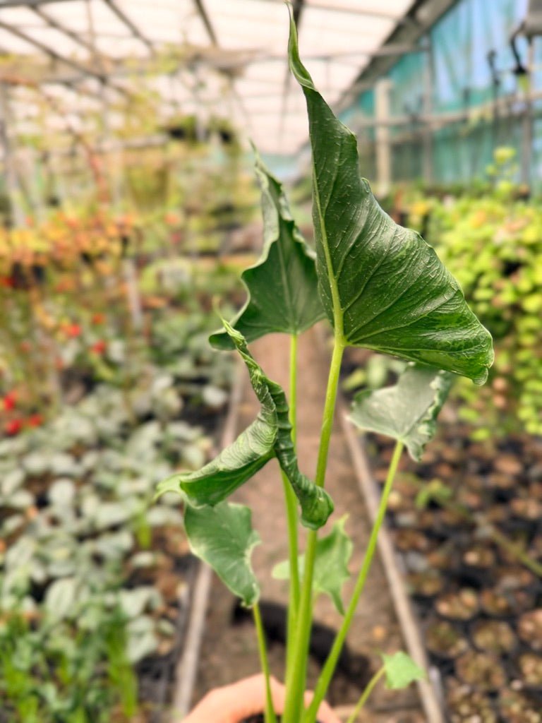 Handpicked 154 - Alocasia Triangularis | Uprooted