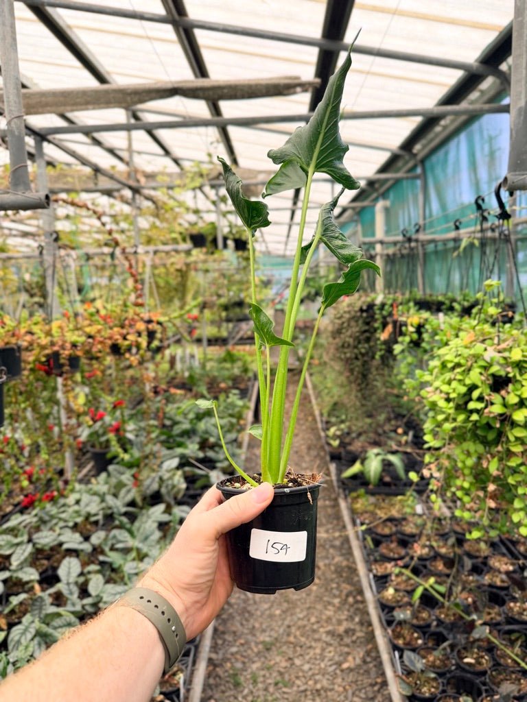Handpicked 154 - Alocasia Triangularis | Uprooted