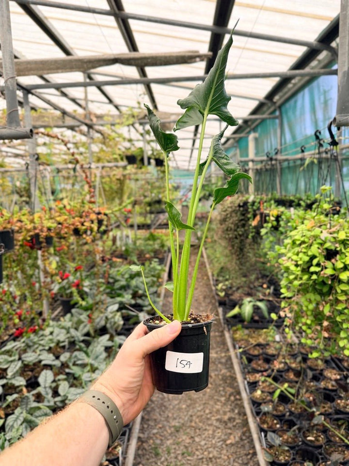 Handpicked 154 - Alocasia Triangularis | Uprooted