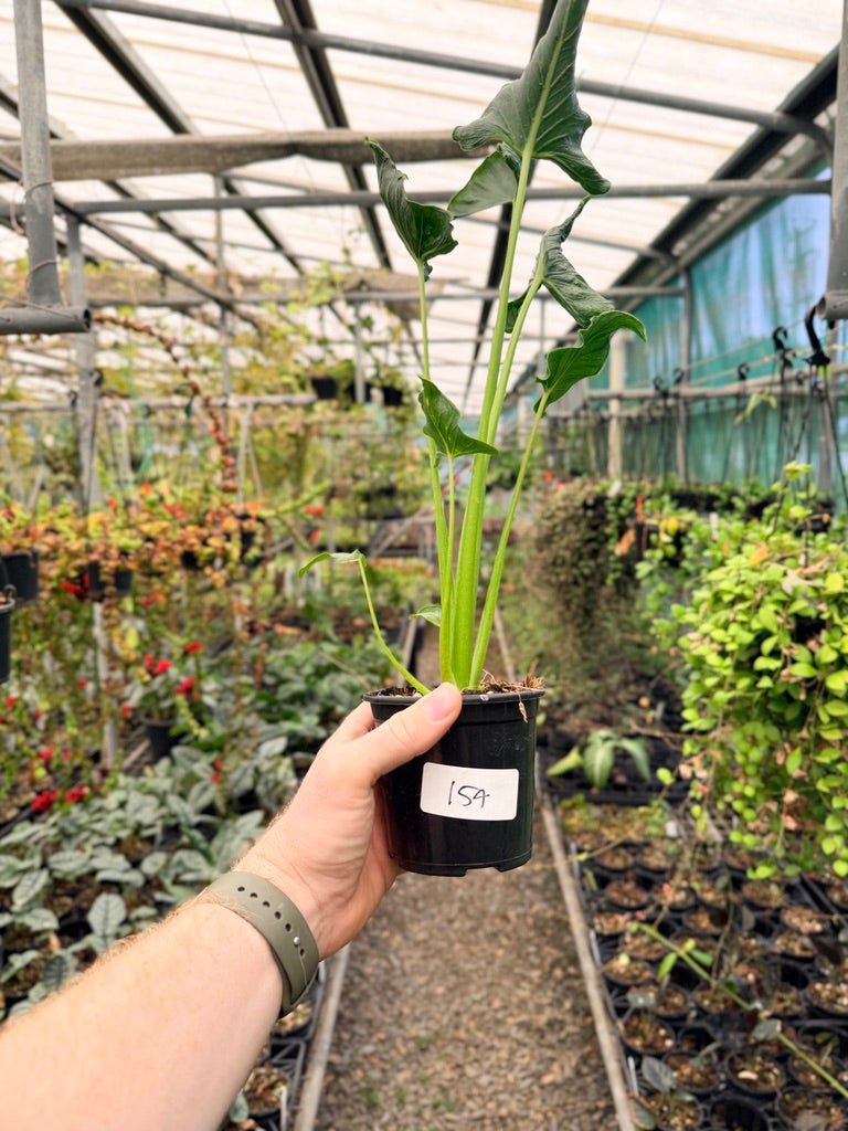 Handpicked 154 - Alocasia Triangularis | Uprooted