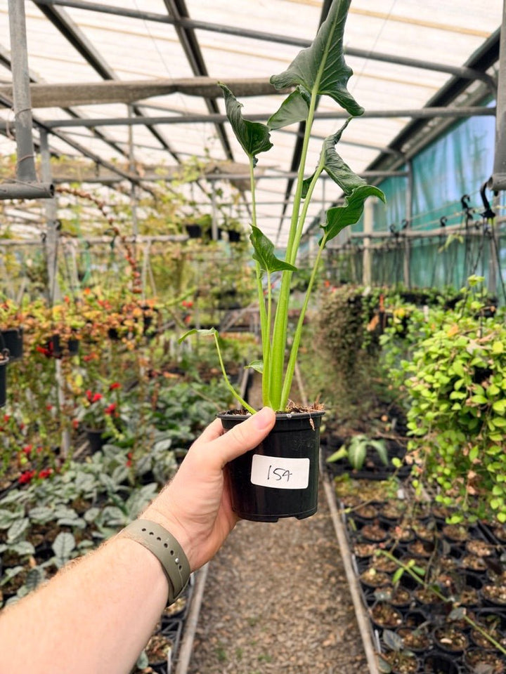 Handpicked 154 - Alocasia Triangularis | Uprooted