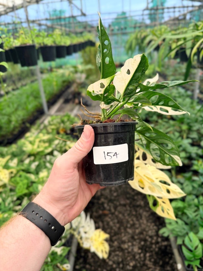 Handpicked 154 - Monstera Adansonii - Monkey Mask - Variegated Albo | Uprooted