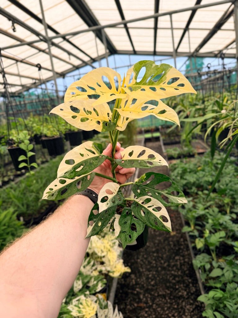 Handpicked 154 - Monstera Adansonii - Monkey Mask - Variegated Albo | Uprooted