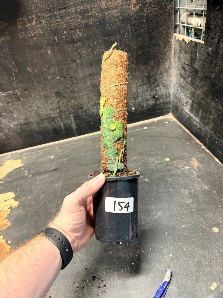 Handpicked 154 - Rhaphidophora Cryptantha Totem | Uprooted