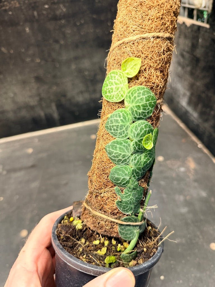 Handpicked 154 - Rhaphidophora Cryptantha Totem | Uprooted