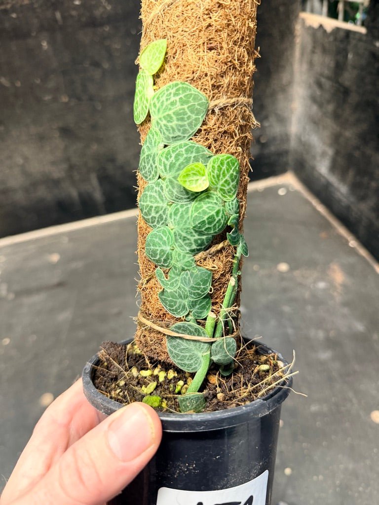 Handpicked 154 - Rhaphidophora Cryptantha Totem | Uprooted