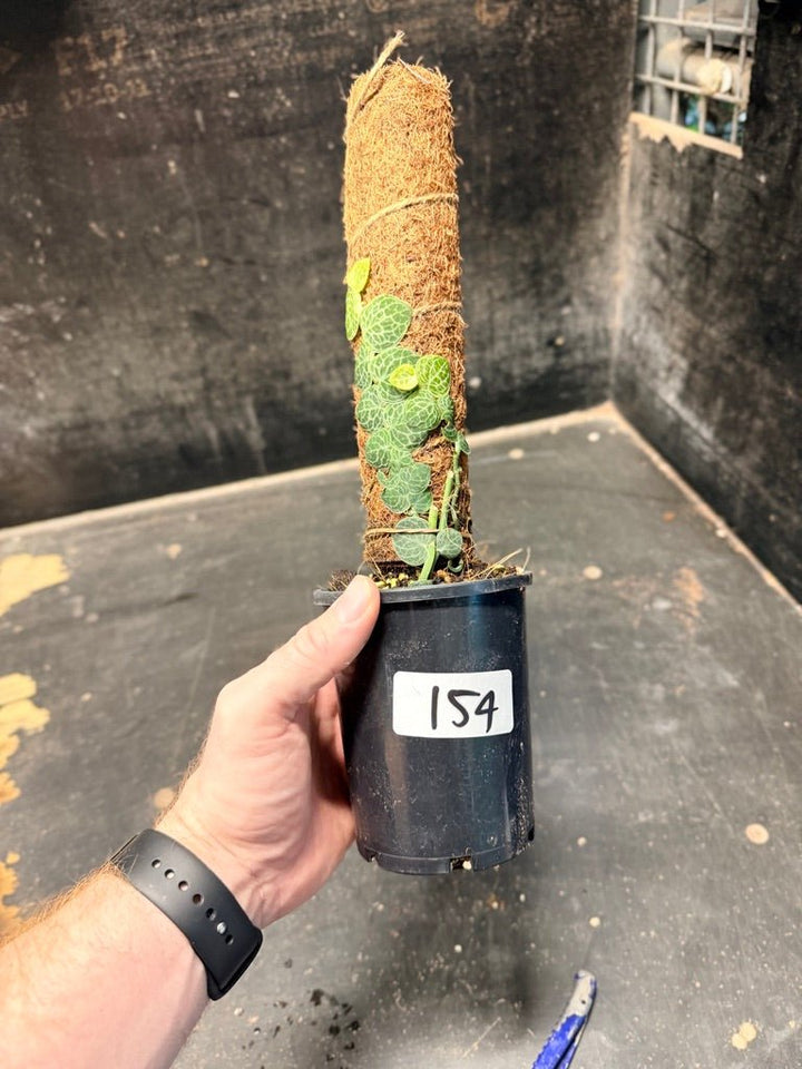 Handpicked 154 - Rhaphidophora Cryptantha Totem | Uprooted