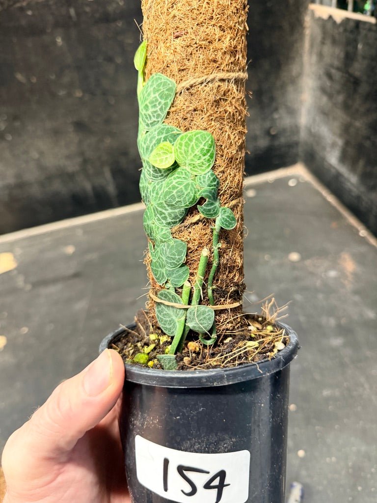 Handpicked 154 - Rhaphidophora Cryptantha Totem | Uprooted