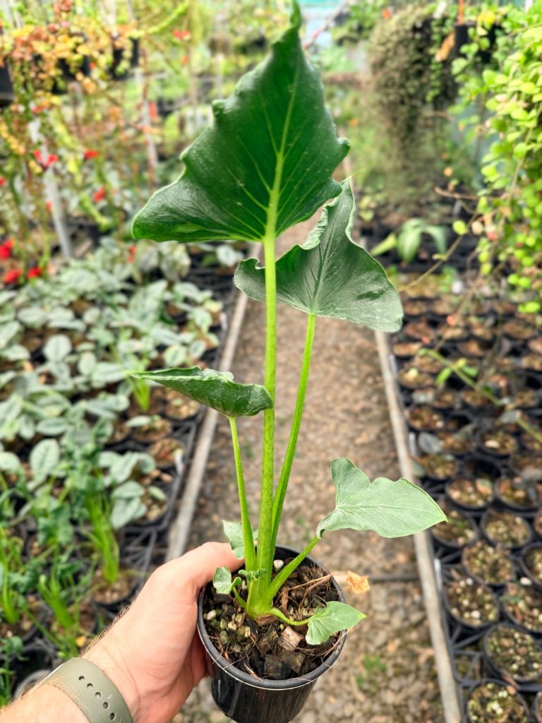 Handpicked 155 - Alocasia Triangularis | Uprooted