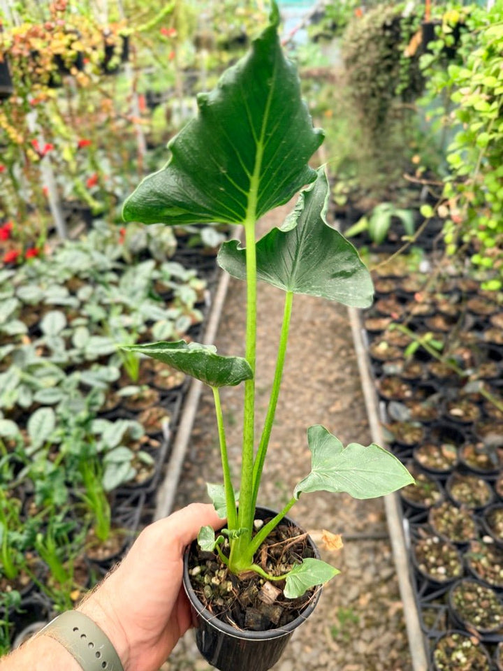Handpicked 155 - Alocasia Triangularis | Uprooted