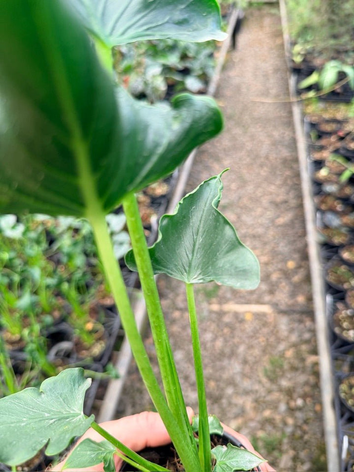 Handpicked 155 - Alocasia Triangularis | Uprooted