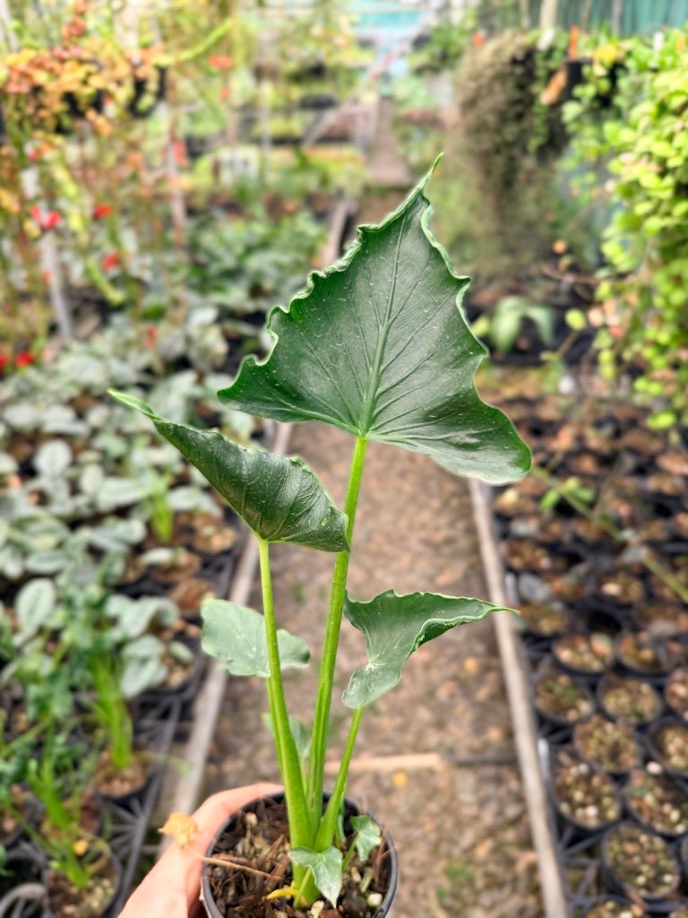 Handpicked 155 - Alocasia Triangularis | Uprooted