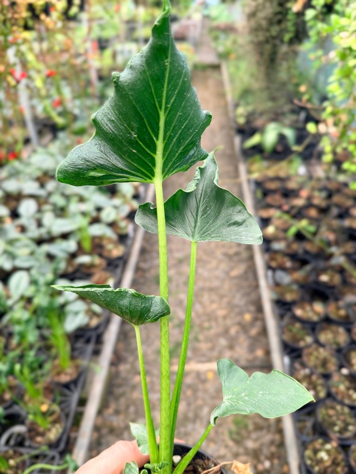 Handpicked 155 - Alocasia Triangularis | Uprooted