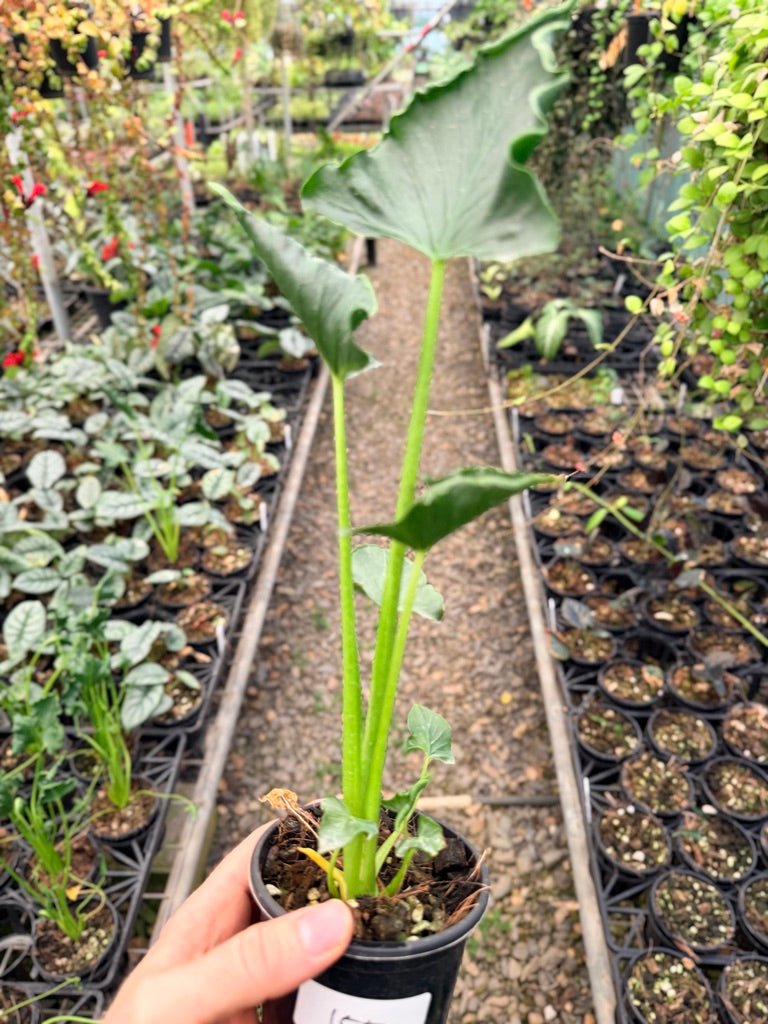 Handpicked 155 - Alocasia Triangularis | Uprooted