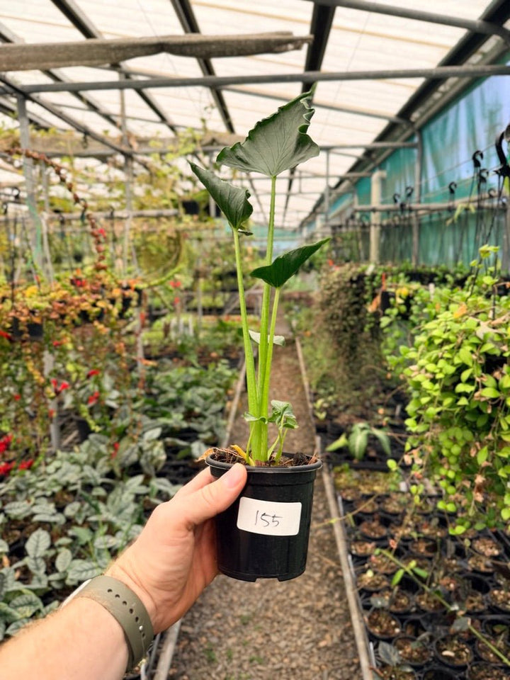 Handpicked 155 - Alocasia Triangularis | Uprooted