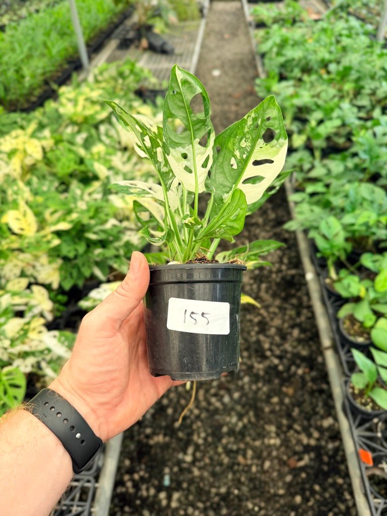 Handpicked 155 - Monstera Adansonii - Monkey Mask - Variegated Albo | Uprooted