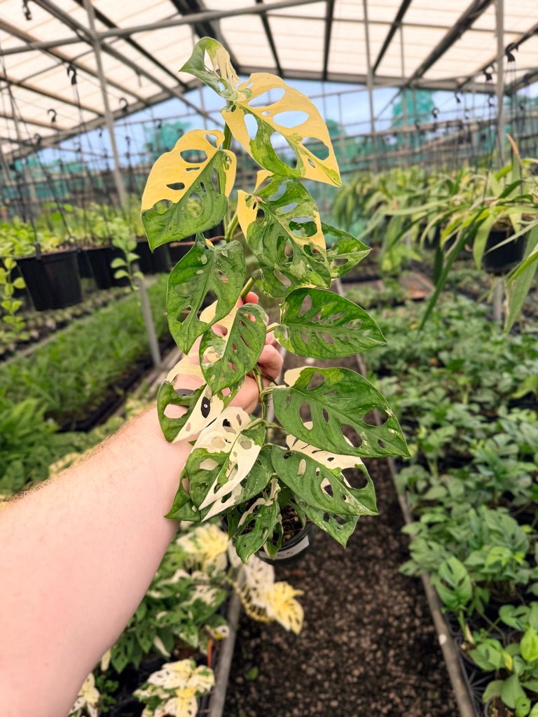 Handpicked 155 - Monstera Adansonii - Monkey Mask - Variegated Albo | Uprooted