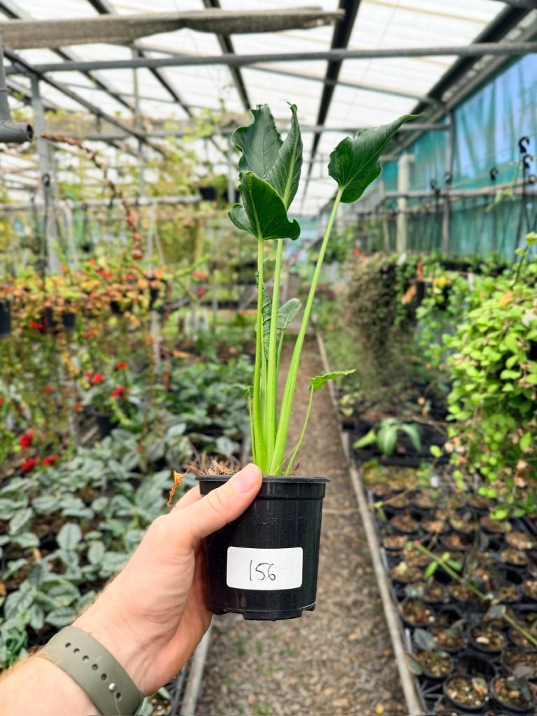 Handpicked 156 - Alocasia Triangularis | Uprooted