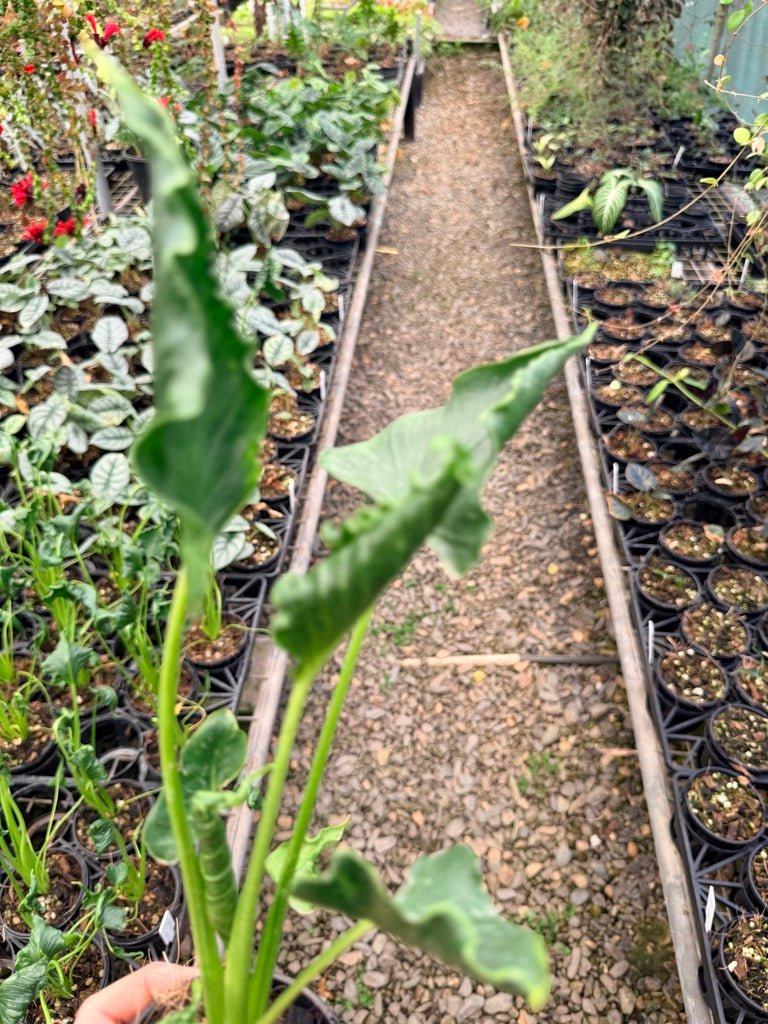 Handpicked 156 - Alocasia Triangularis | Uprooted