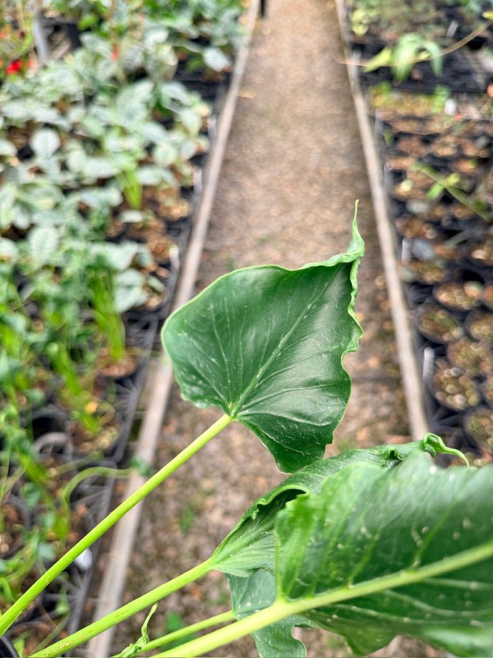 Handpicked 156 - Alocasia Triangularis | Uprooted