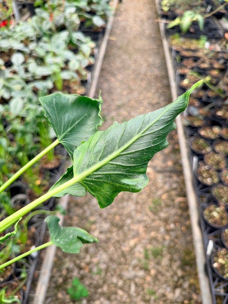 Handpicked 156 - Alocasia Triangularis | Uprooted