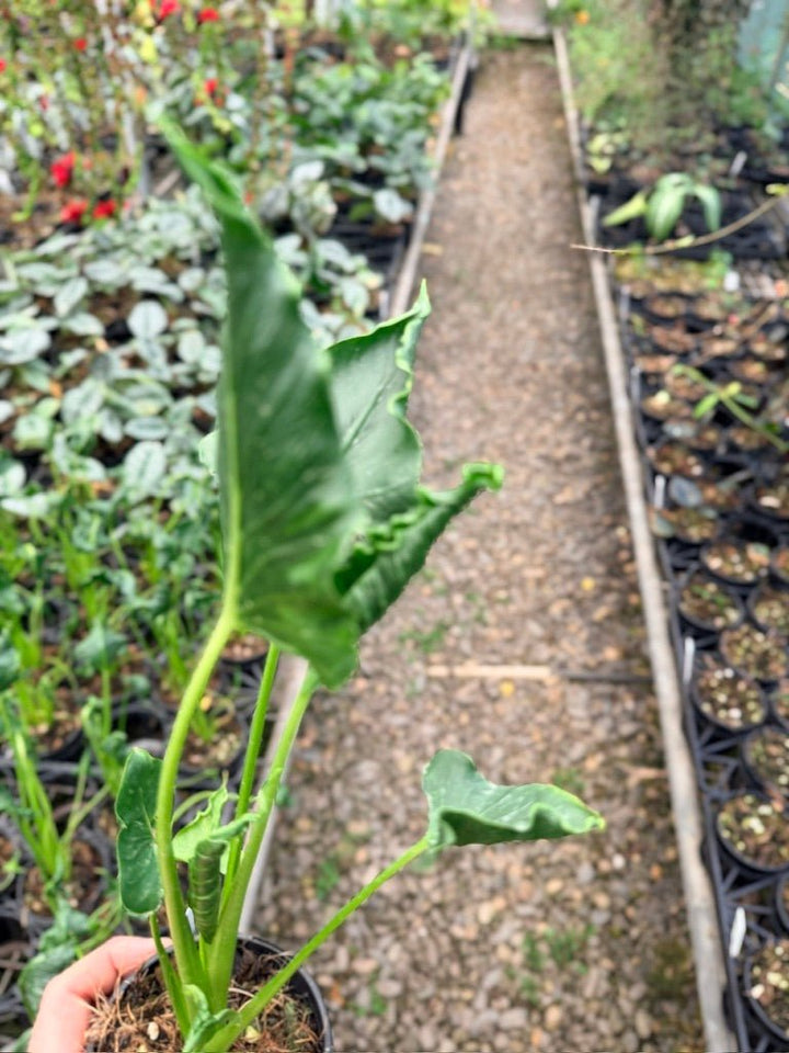 Handpicked 156 - Alocasia Triangularis | Uprooted