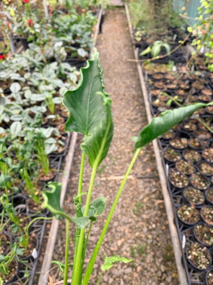 Handpicked 156 - Alocasia Triangularis | Uprooted