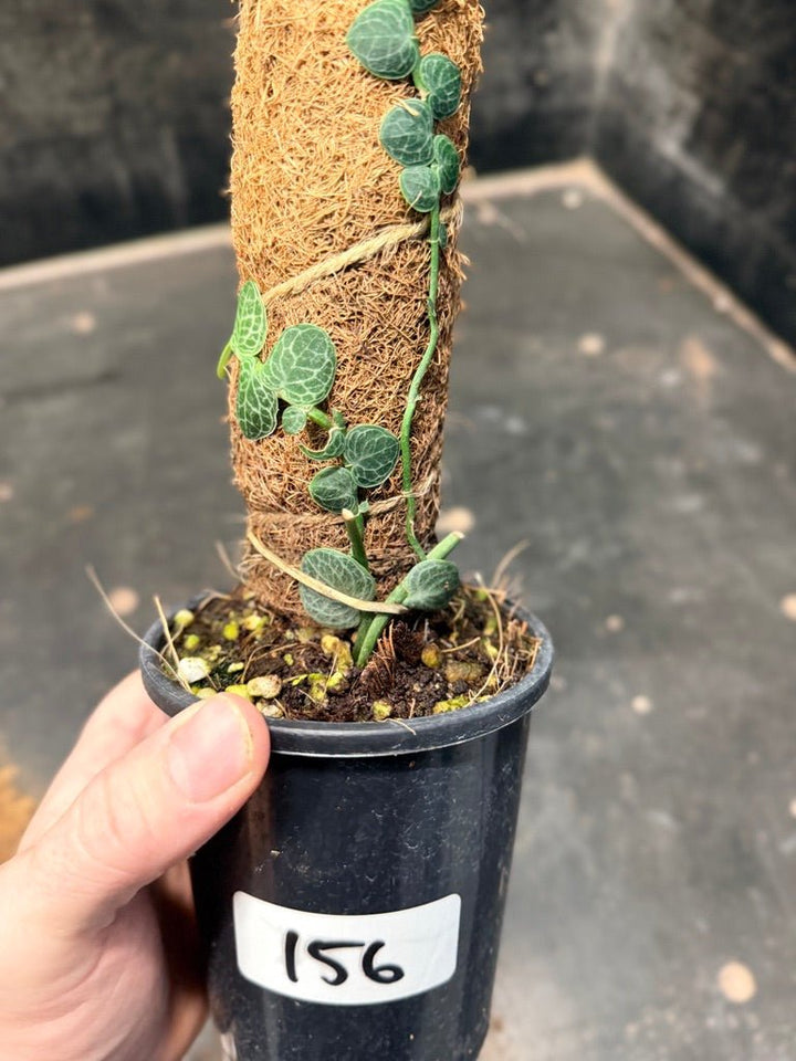 Handpicked 156 - Rhaphidophora Cryptantha Totem | Uprooted