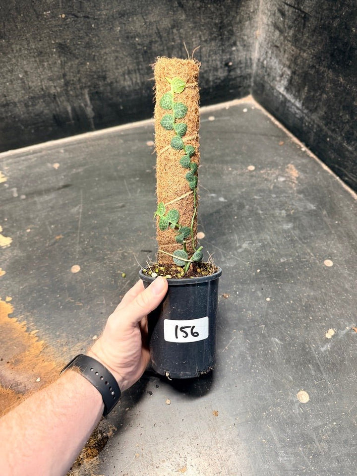 Handpicked 156 - Rhaphidophora Cryptantha Totem | Uprooted