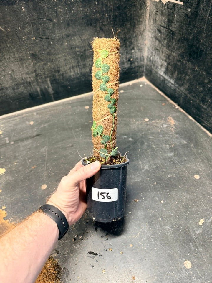Handpicked 156 - Rhaphidophora Cryptantha Totem | Uprooted