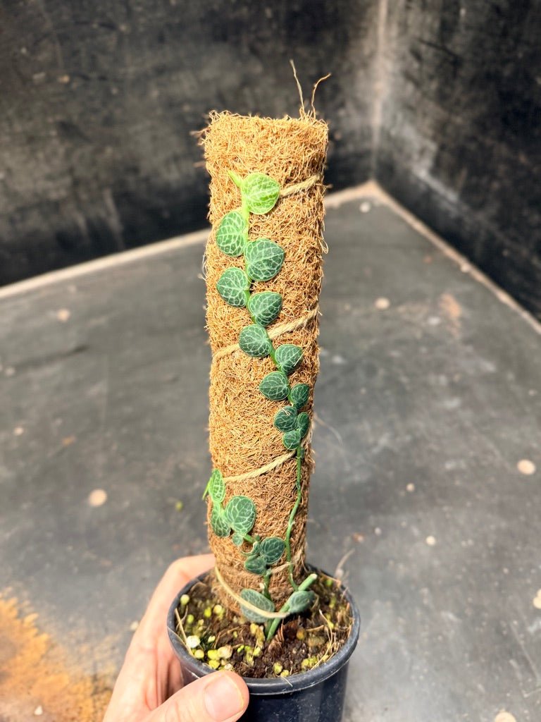 Handpicked 156 - Rhaphidophora Cryptantha Totem | Uprooted